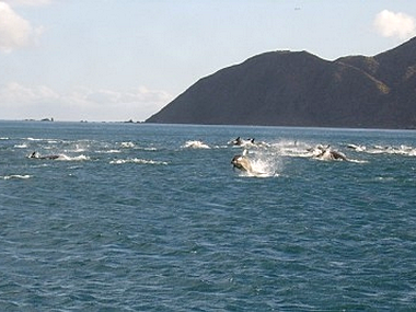 A Pod of Dolphins